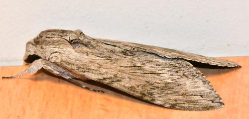 Réf. 310 057 : Agrius convolvuli